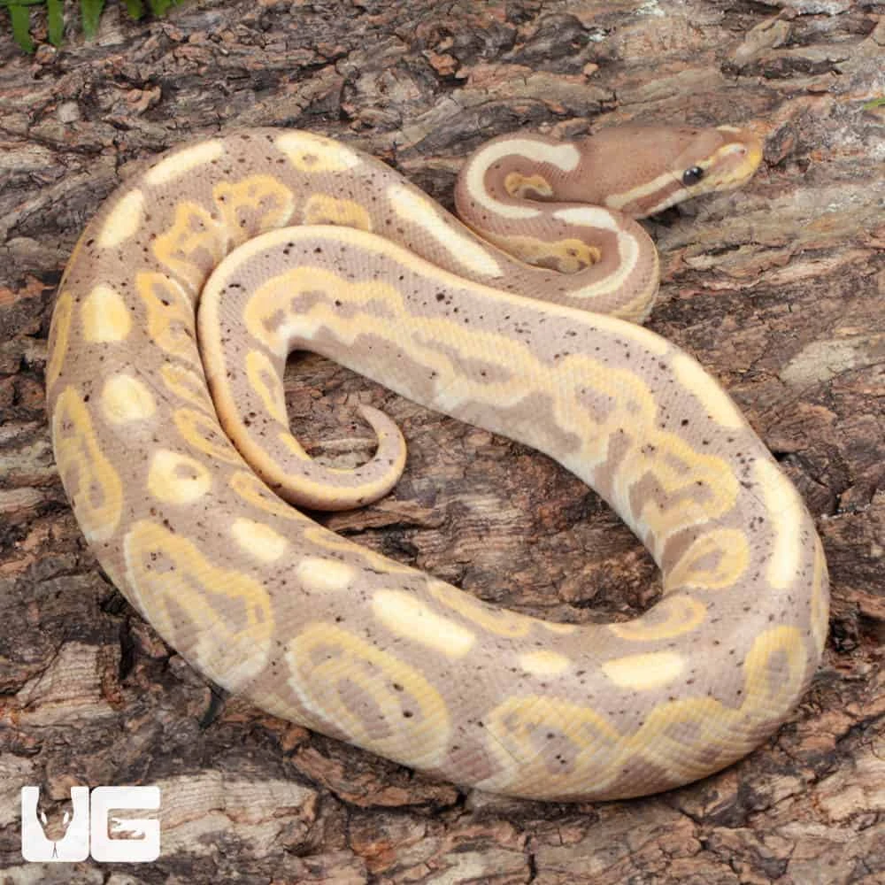 Yearling Male Banana Black Pastel Ball Python #A3 - Image 4