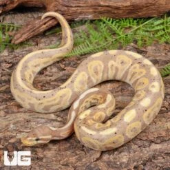 Yearling Male Banana Black Pastel Ball Python #A3