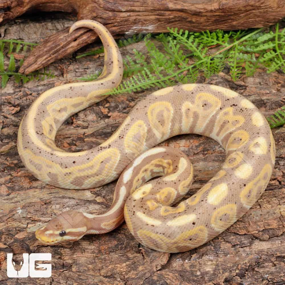 Yearling Male Banana Black Pastel Ball Python #A3