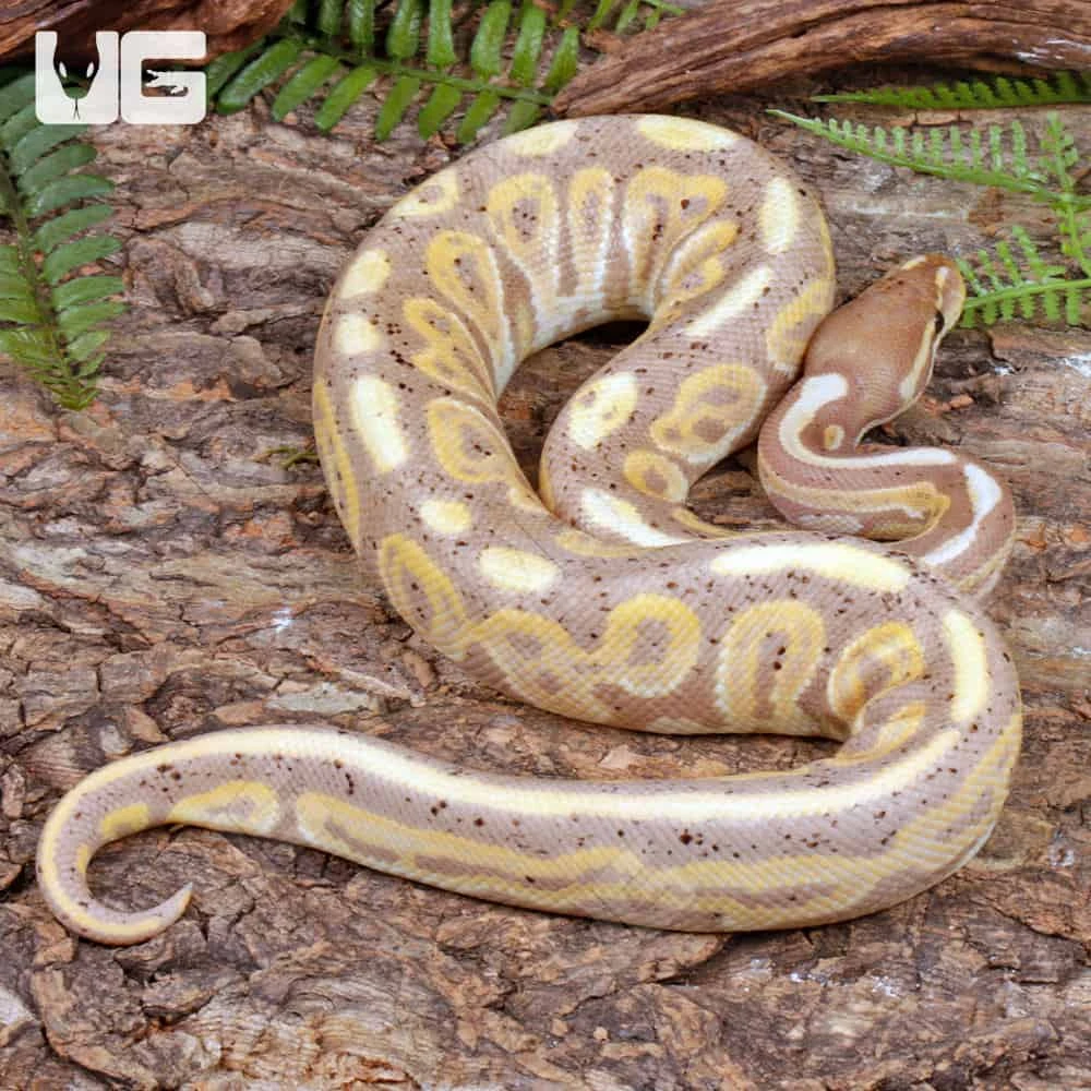 Yearling Male Banana Black Pastel Ball Python #A3 - Image 3