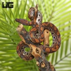 Yearling Brazilian Rainbow Boa