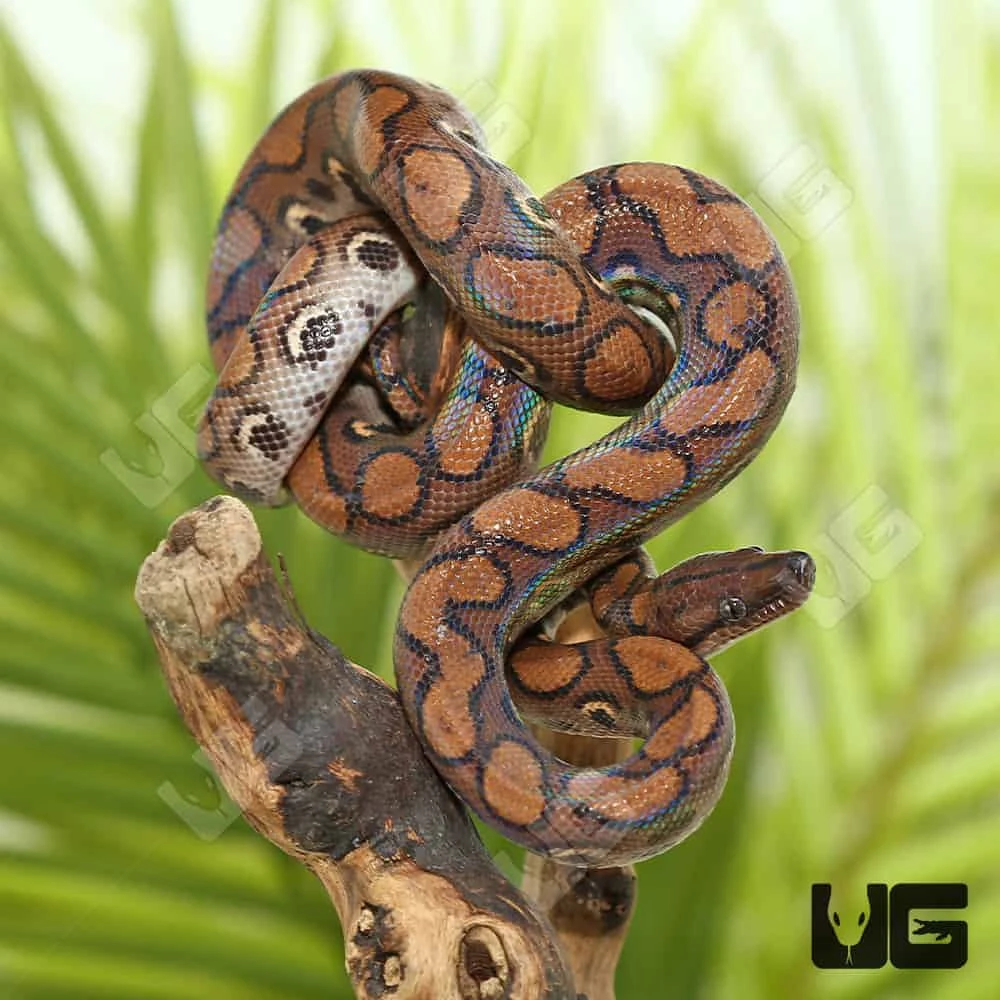 Yearling Brazilian Rainbow Boa - Image 3