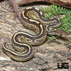 Yearling Female Black Pastel Mojave GHI Het Pied Ball Python #J39