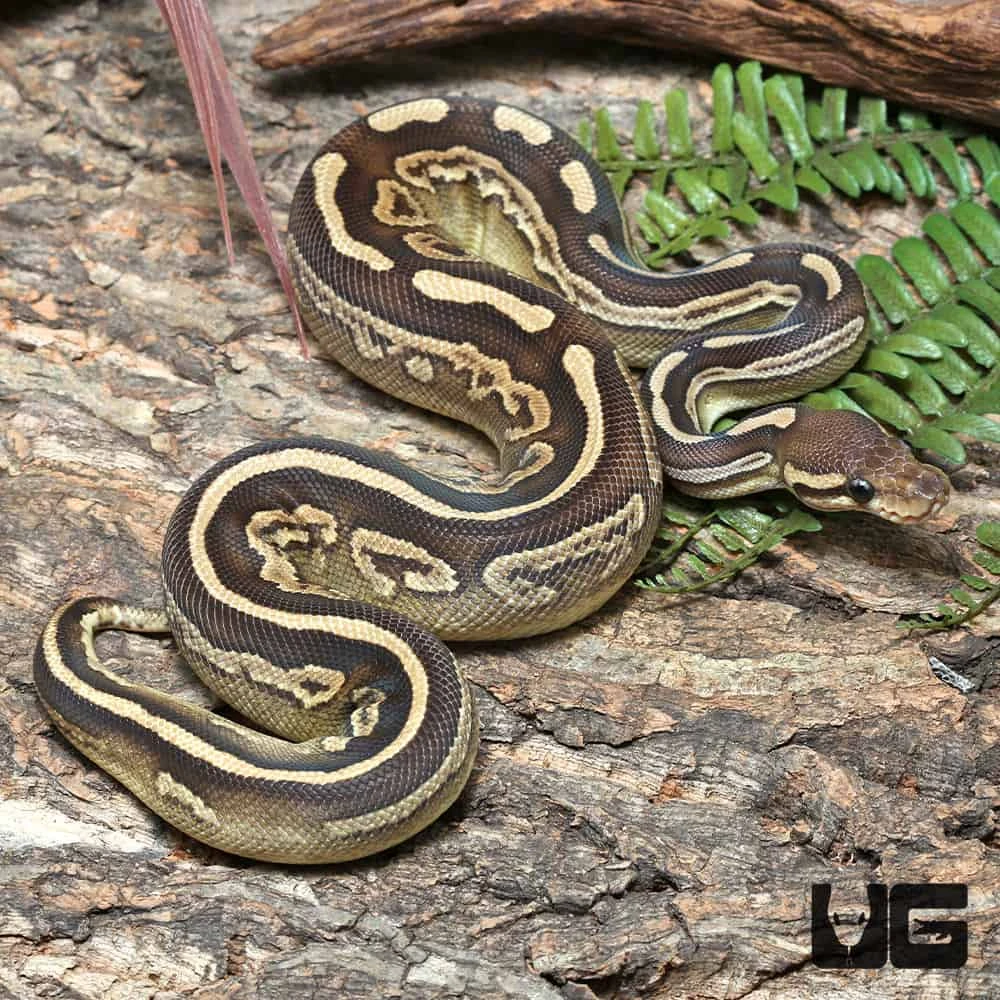 Yearling Female Black Pastel Mojave GHI Het Pied Ball Python #J39