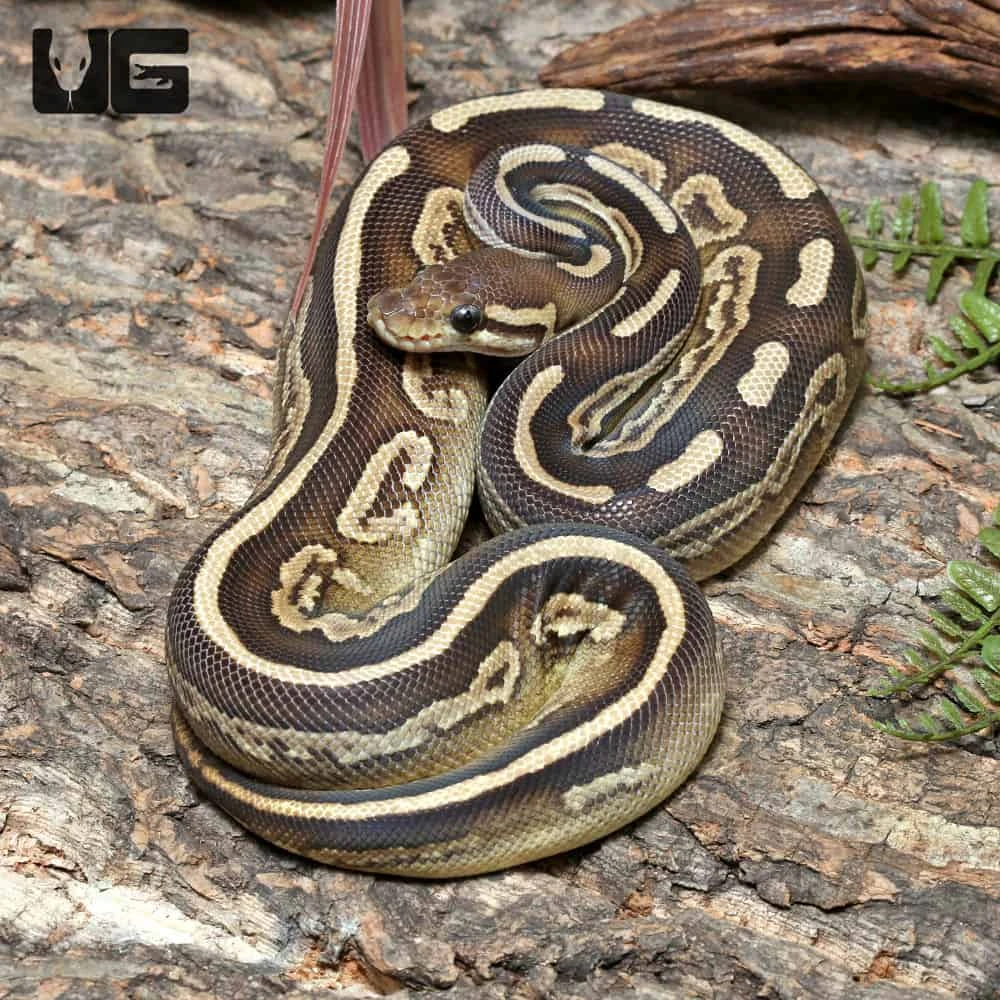 Yearling Female Black Pastel Mojave GHI Het Pied Ball Python #J39 - Image 2
