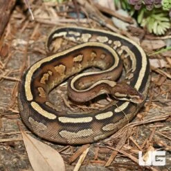 Yearling Female Super Stripe Ball Python (#20)