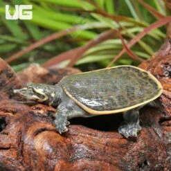 Yearling Florida Softshell Turtle