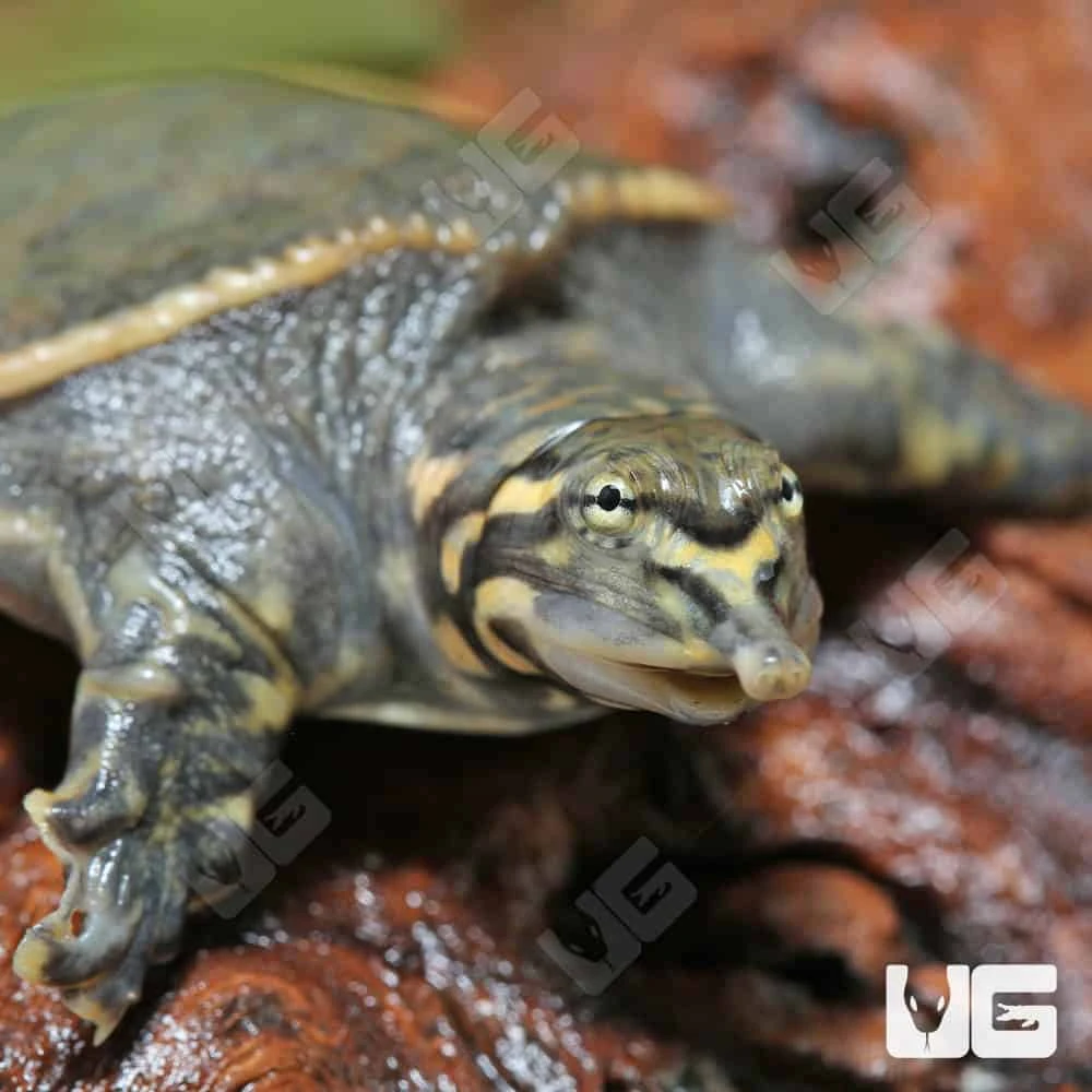 Yearling Florida Softshell Turtle - Image 2