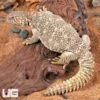 Juvenile Giant Saudi Arabian Uromastyx