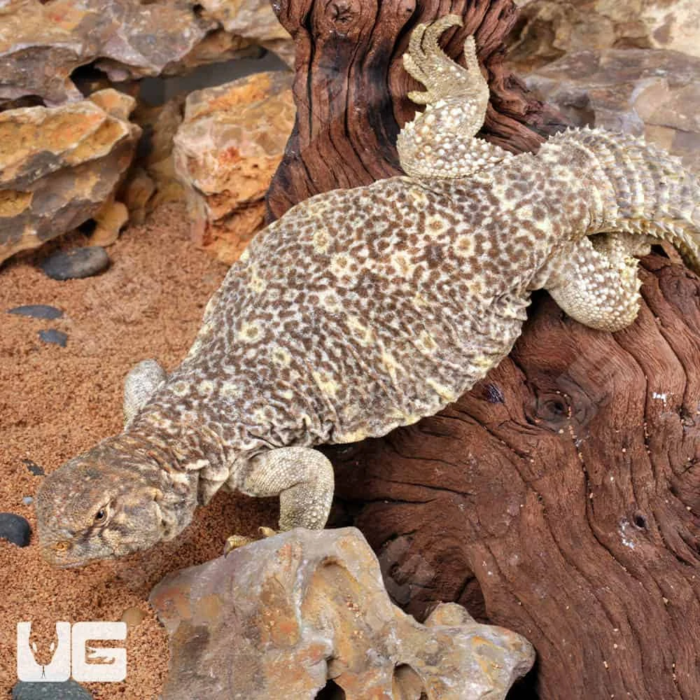 Juvenile Giant Saudi Arabian Uromastyx - Image 4