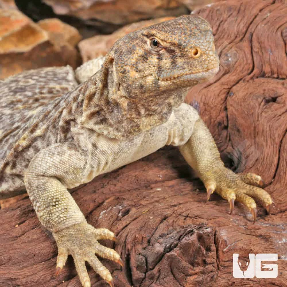 Juvenile Giant Saudi Arabian Uromastyx - Image 2
