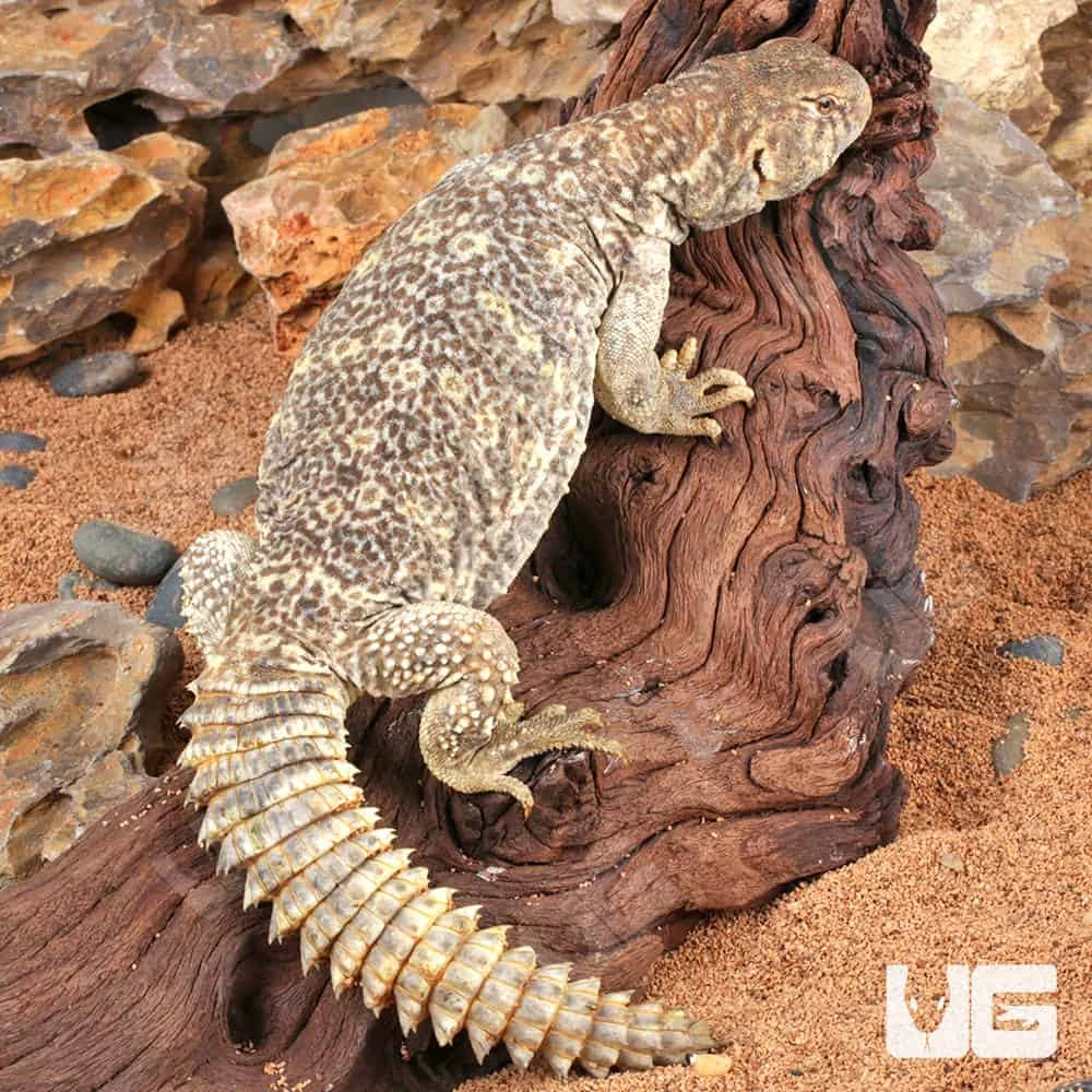 Juvenile Giant Saudi Arabian Uromastyx - Image 3