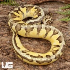 Yearling Pastel Orange Dream Calico Ball Python #A2