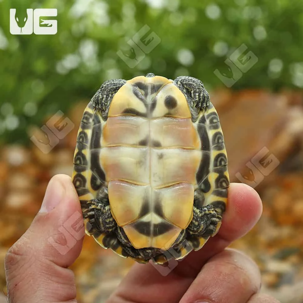 Yearling Southern River Cooter Turtle - Image 2