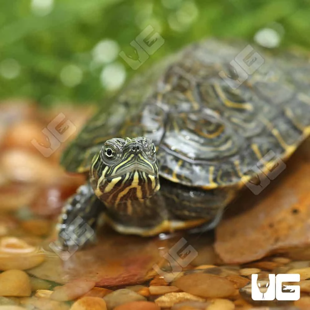 Yearling Southern River Cooter Turtle - Image 3