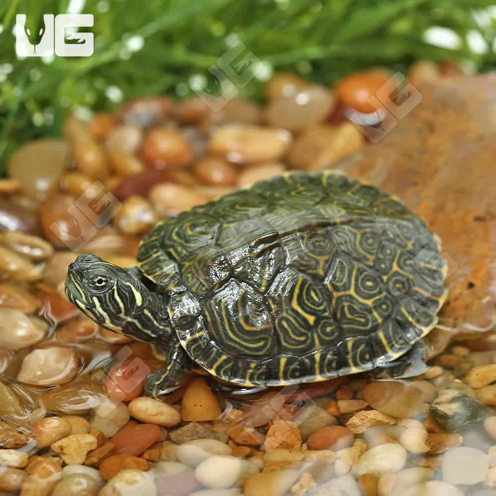 Yearling Southern River Cooter Turtle - Image 4