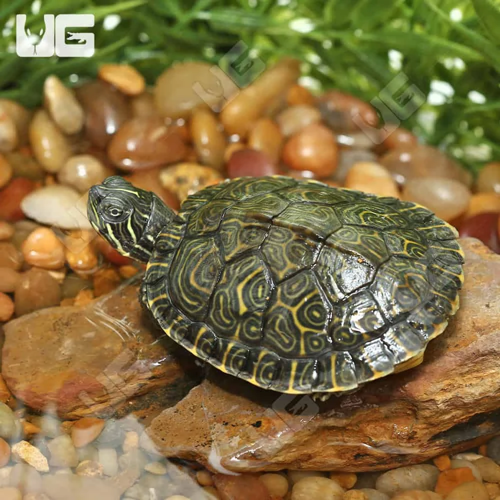 Yearling Southern River Cooter Turtle