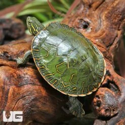 Western Painted Turtle (3 – 6″)