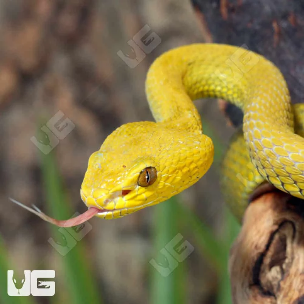 Yellow Wetar Island Pit Viper - Image 4