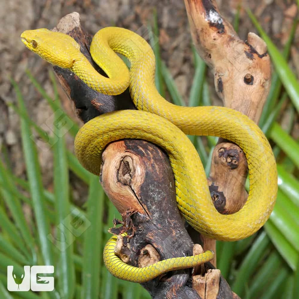 Yellow Wetar Island Pit Viper - Image 3