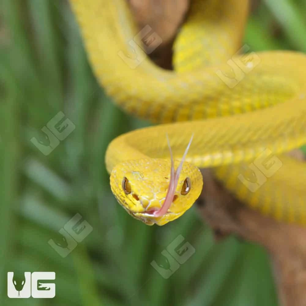 Yellow Wetar Island Pit Viper - Image 2