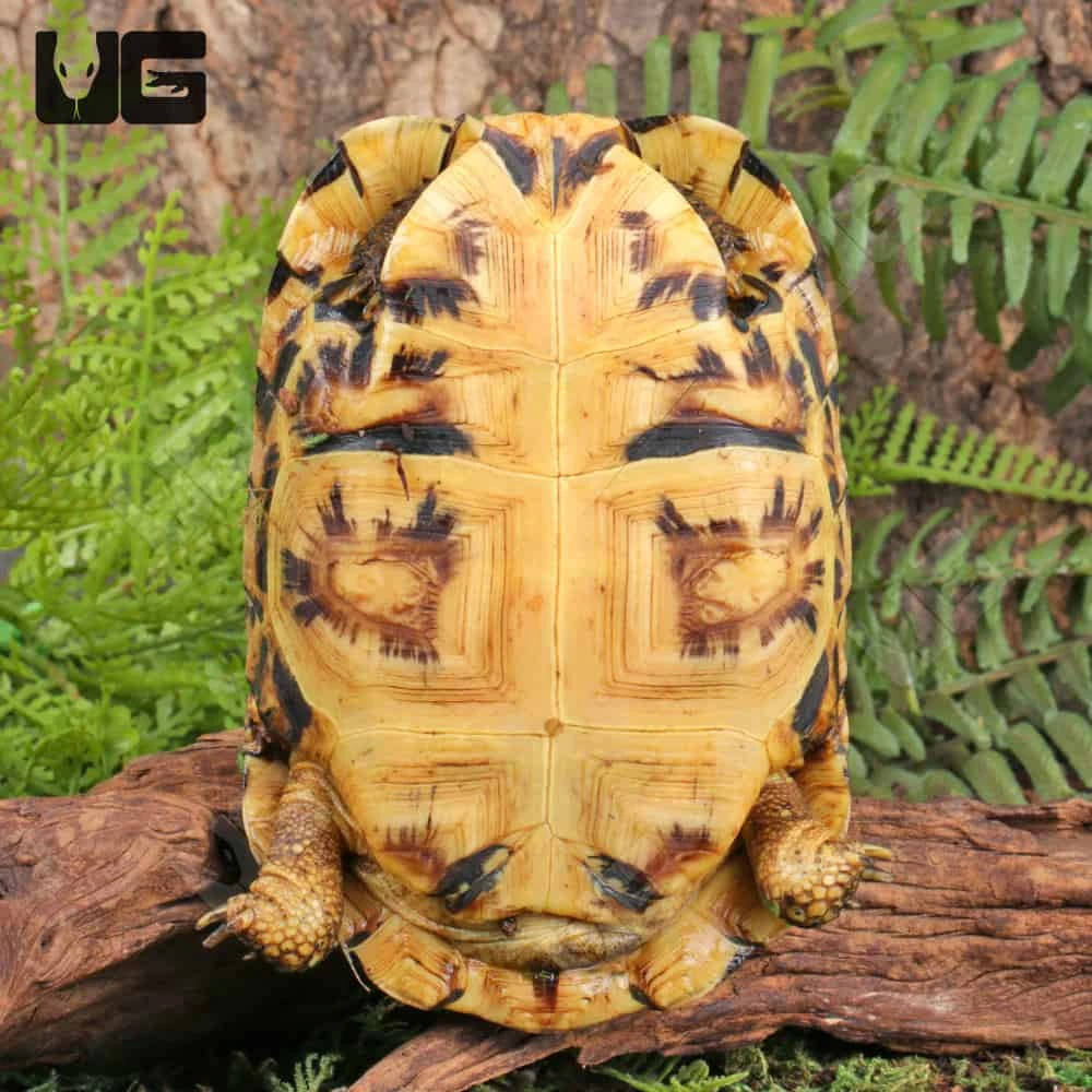 Northern Zombensis Hingeback Tortoise - Image 4