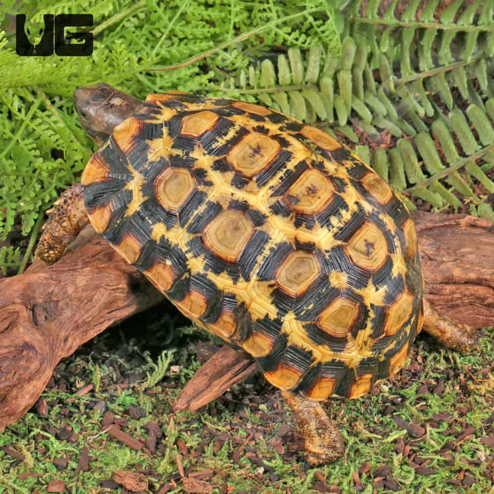 Northern Zombensis Hingeback Tortoise - Image 3