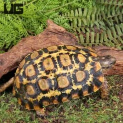 Northern Zombensis Hingeback Tortoise