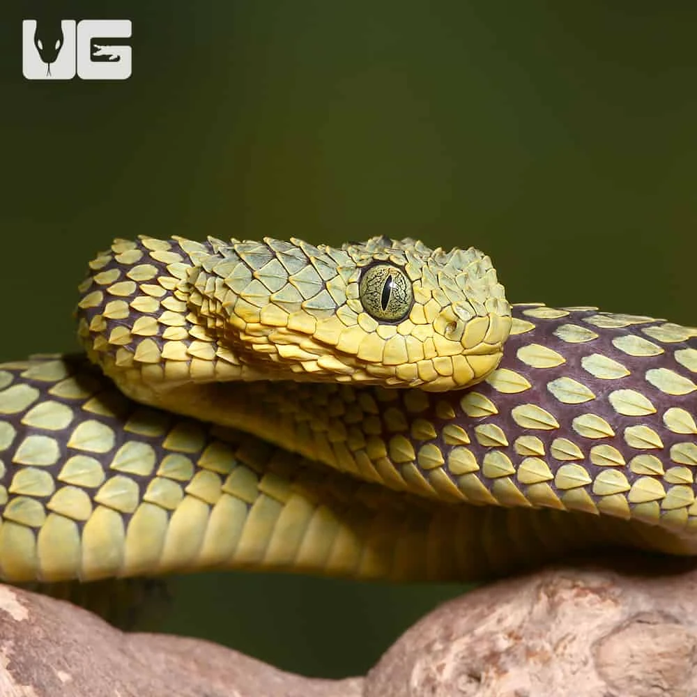 Adult Banded Green Squamigera Bush Viper - Image 2