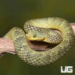 Adult Banded Green Squamigera Bush Viper