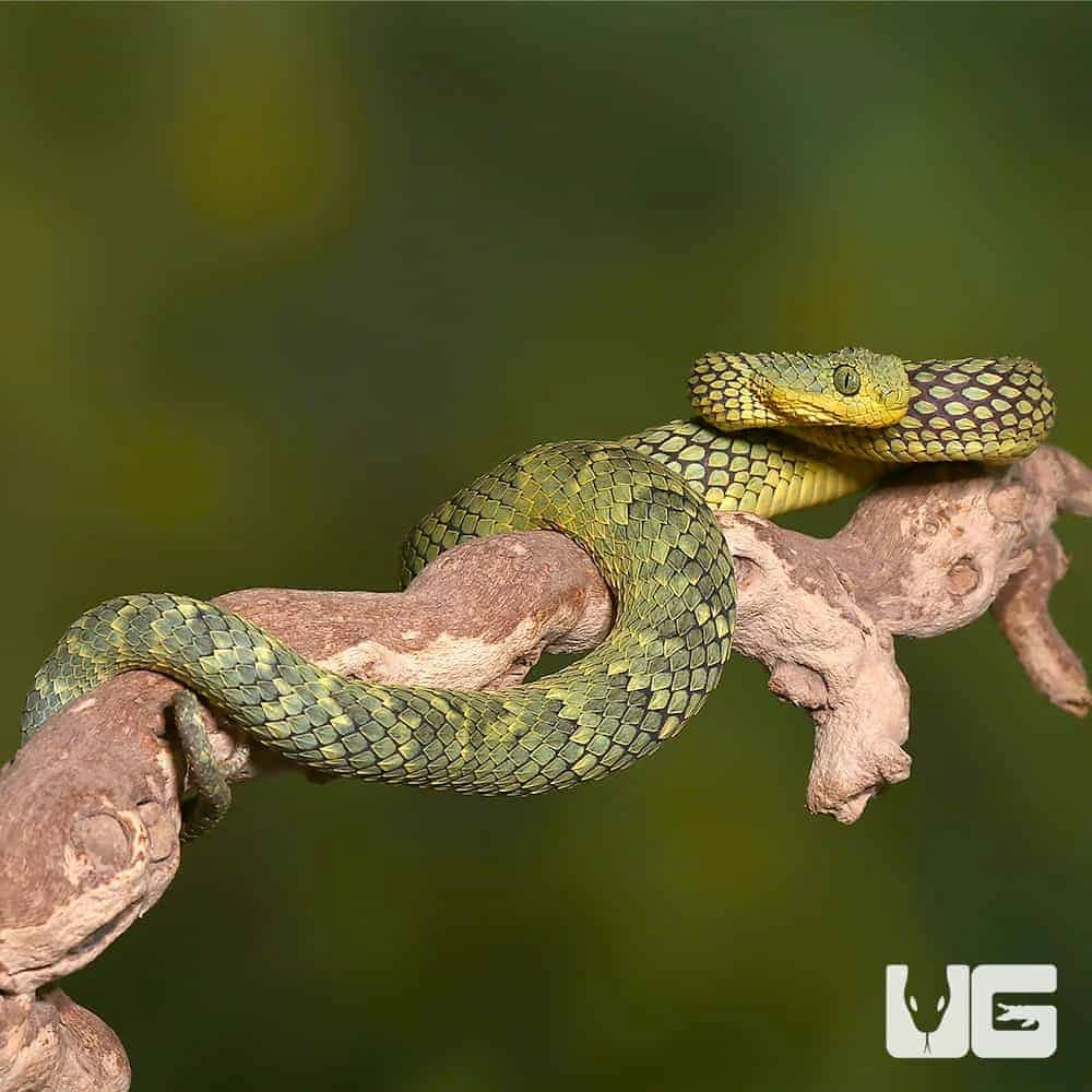 Adult Banded Green Squamigera Bush Viper - Image 3