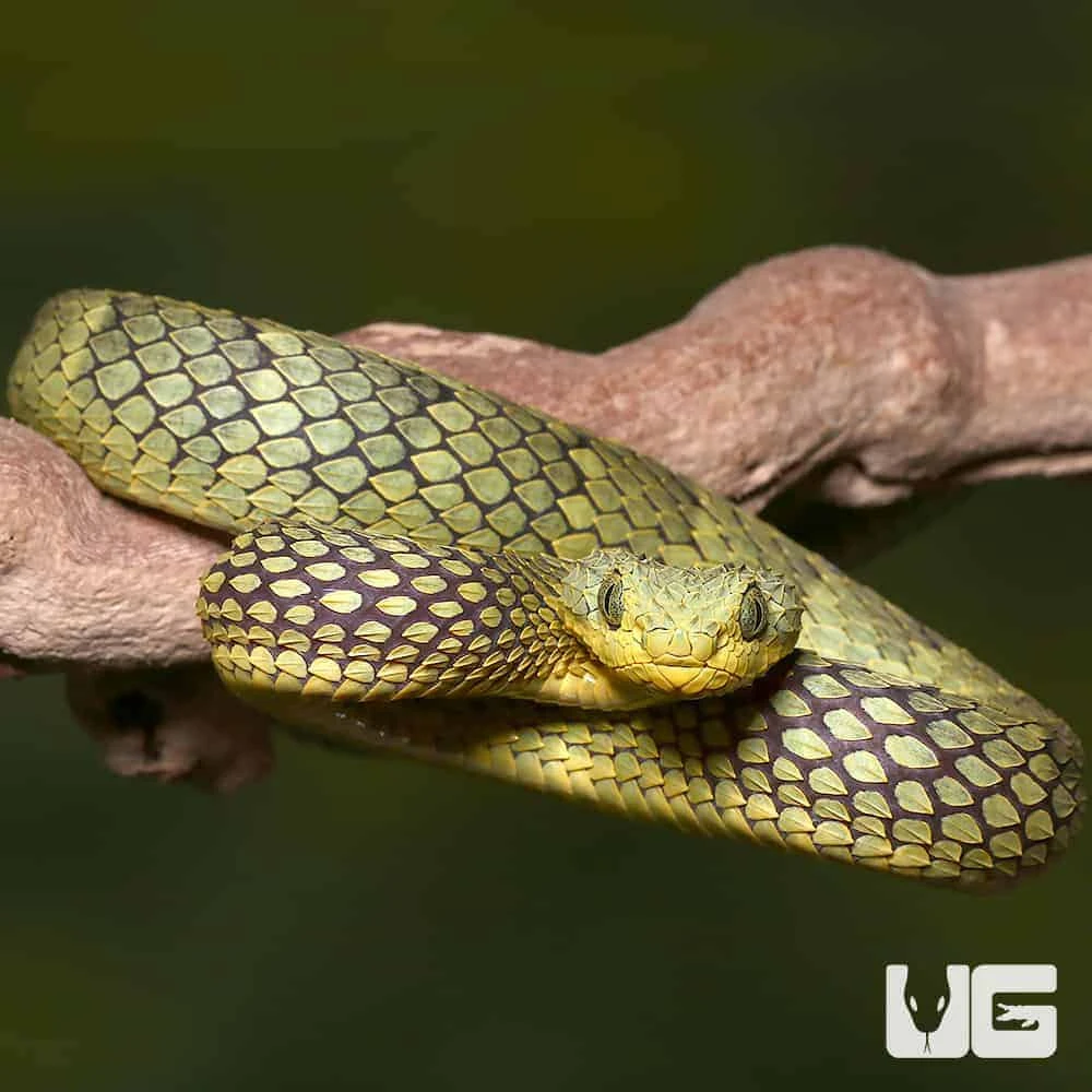 Adult Banded Green Squamigera Bush Viper - Image 4