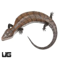 Adult Halmahera Blue Tongue Skink #3