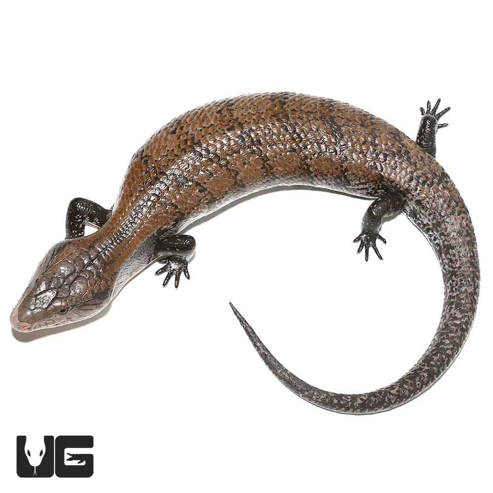 Adult Halmahera Blue Tongue Skink #3