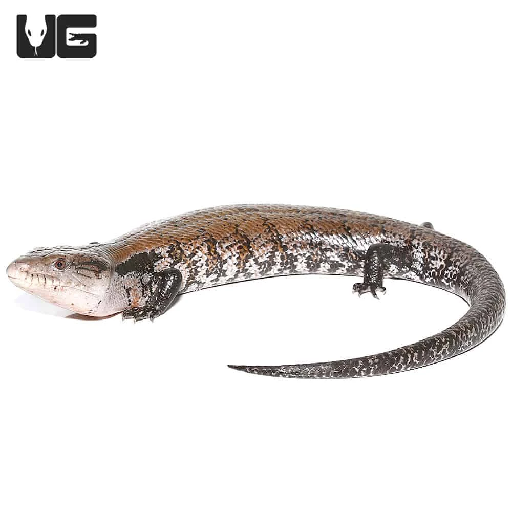 Adult Halmahera Blue Tongue Skink #3 - Image 3