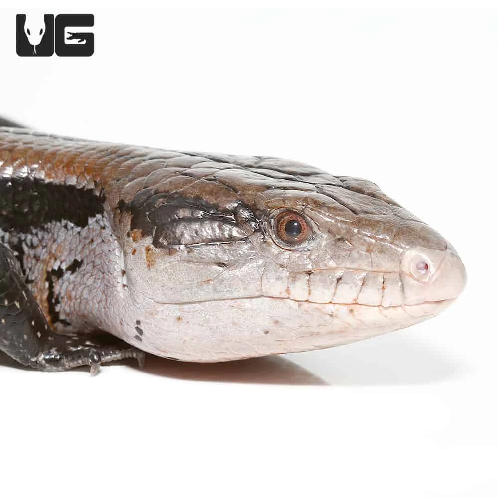 Adult Halmahera Blue Tongue Skink #3 - Image 2