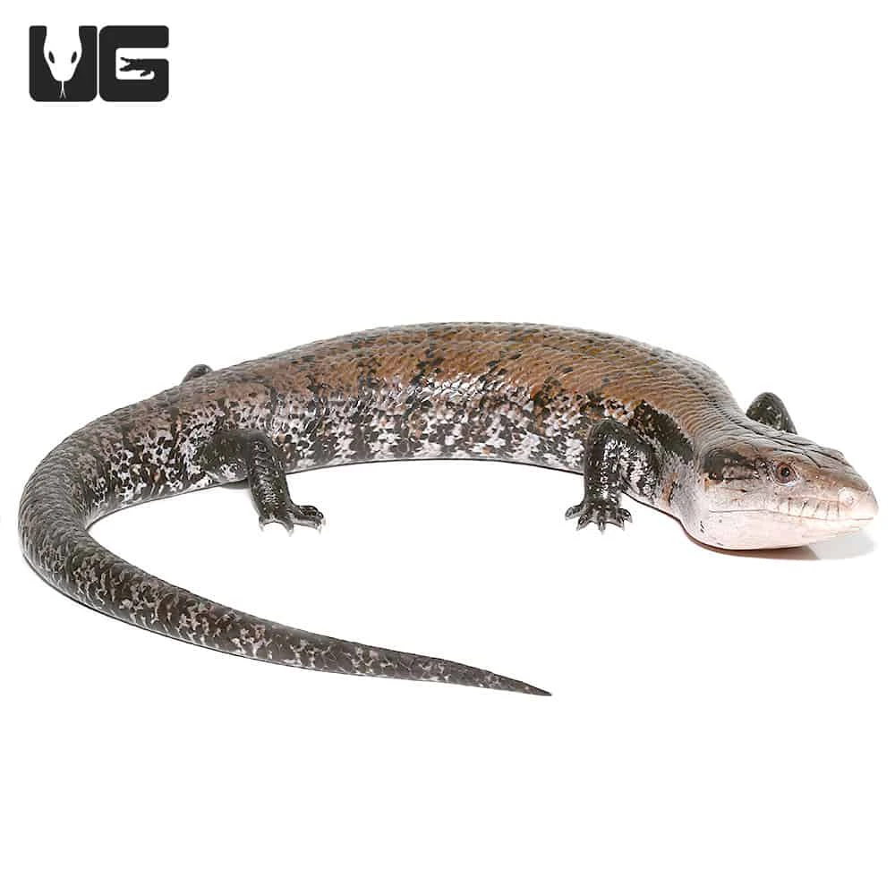 Adult Halmahera Blue Tongue Skink #3 - Image 4