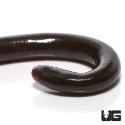 Brahminy Blind Snake