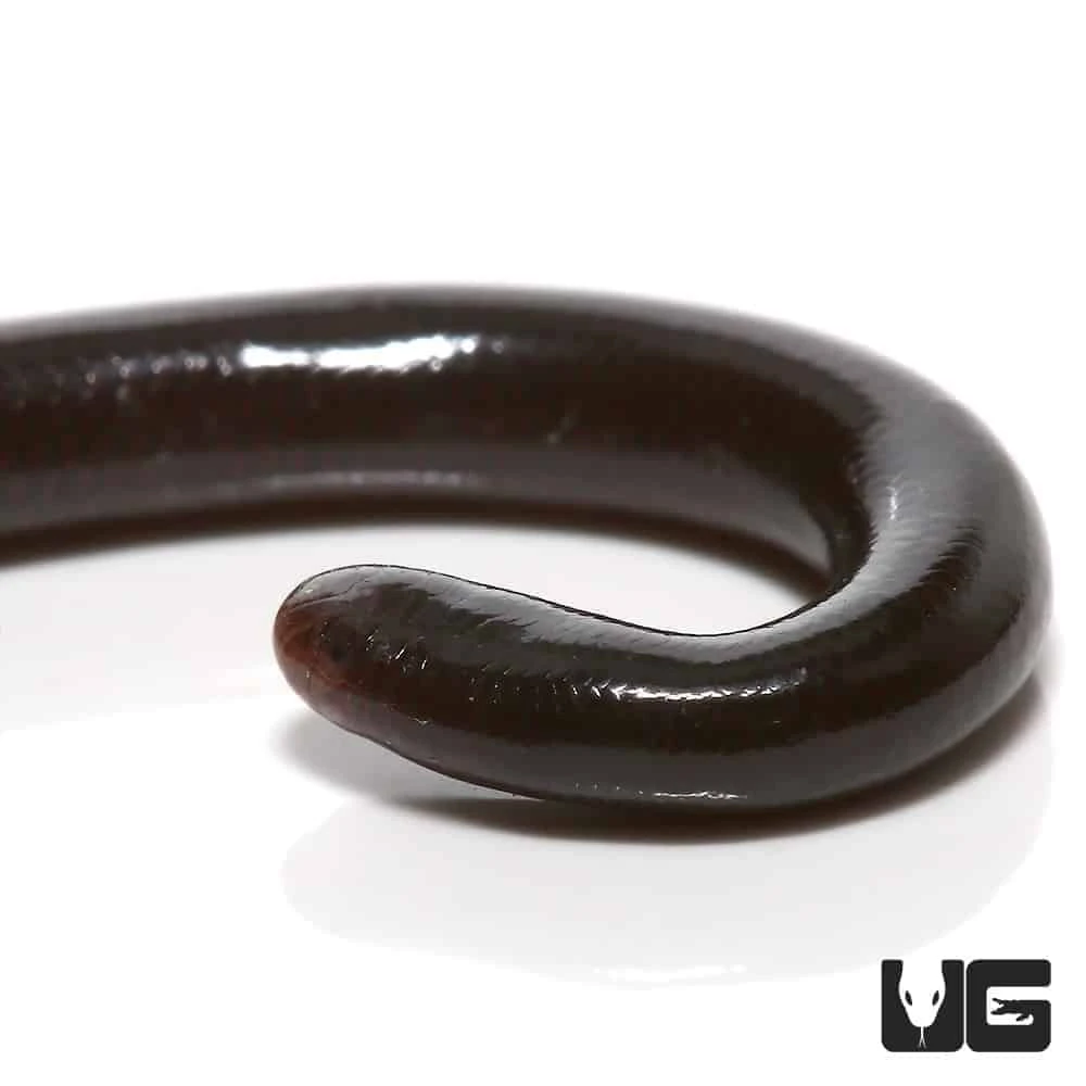 Brahminy Blind Snake