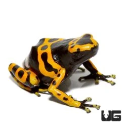 Adult Bumblebee Dart Frog