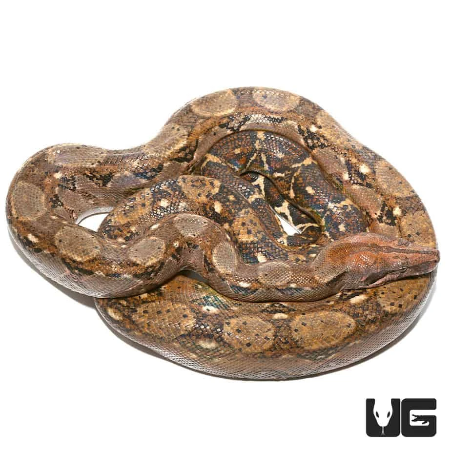 Adult Central American Boa - Image 2