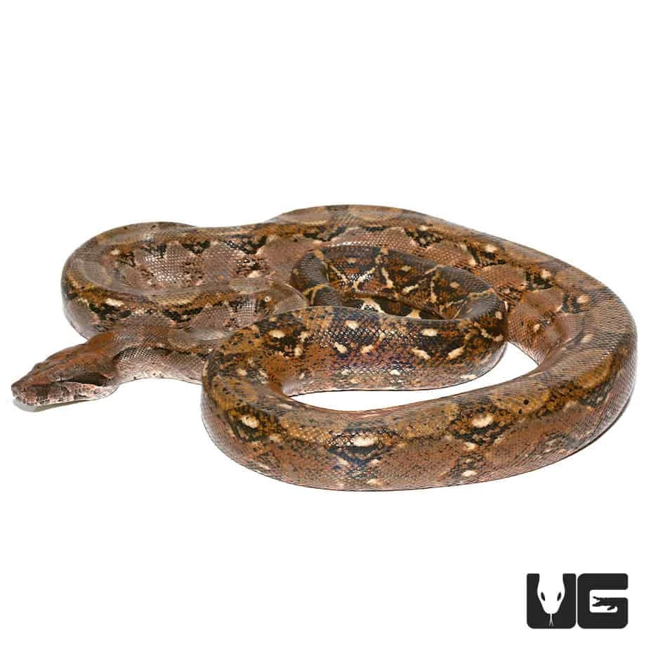 Adult Central American Boa - Image 3