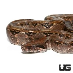 Adult Central American Boa