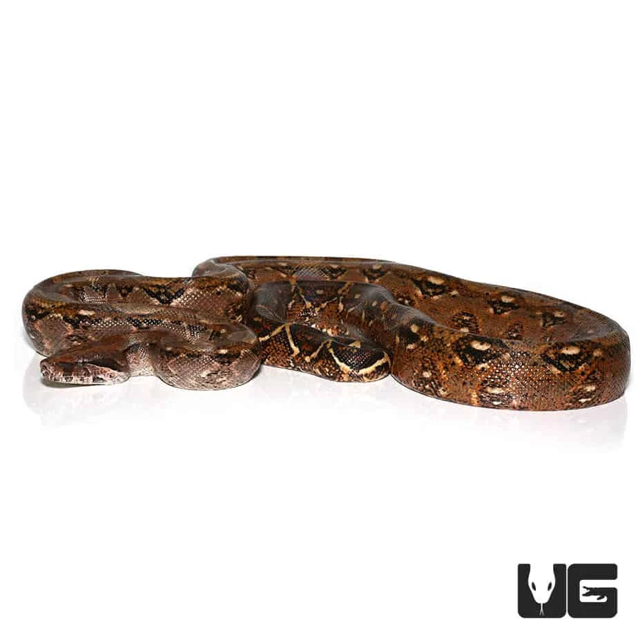 Adult Central American Boa - Image 4