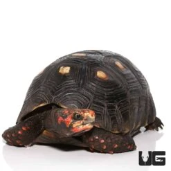 Adult Cherryhead Redfoot Tortoise