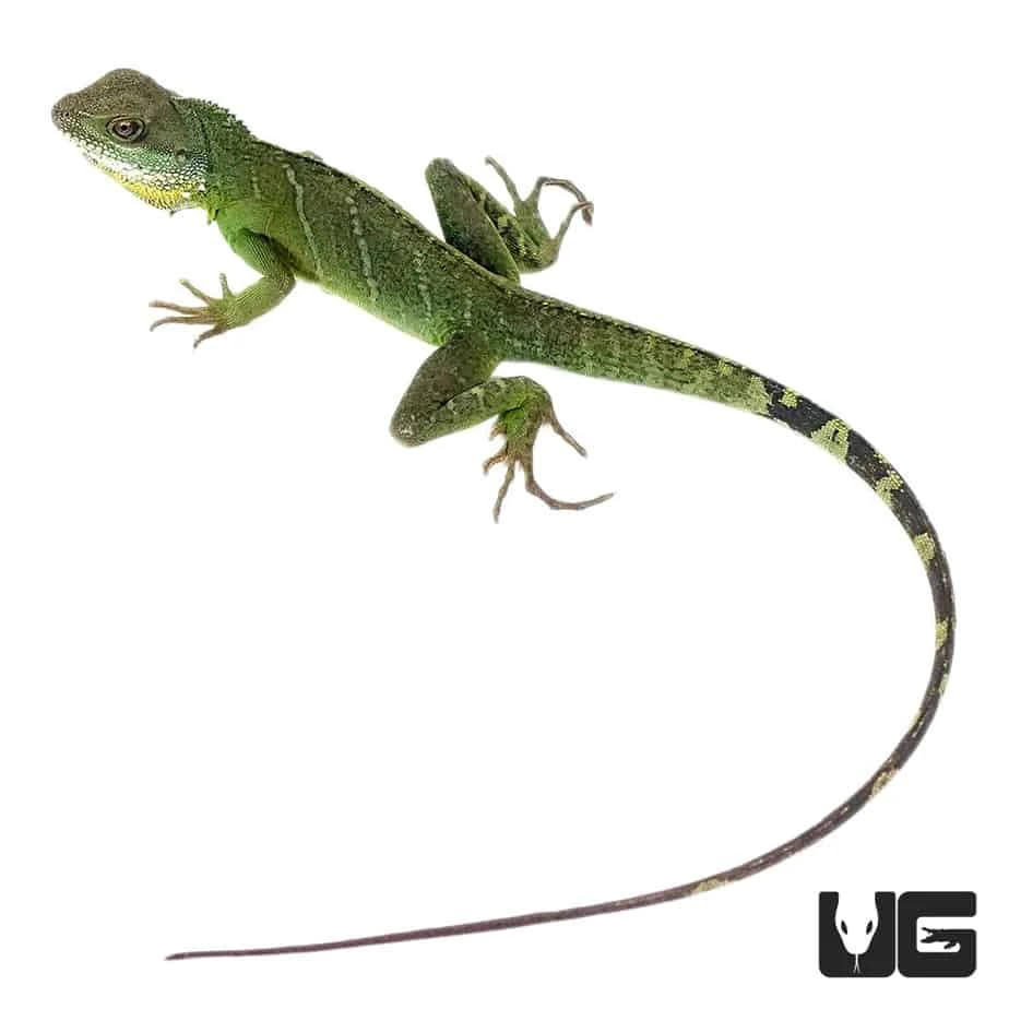 Adult Chinese Water Dragon - Image 2
