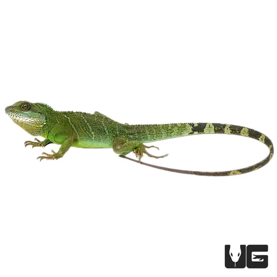 Adult Chinese Water Dragon - Image 3