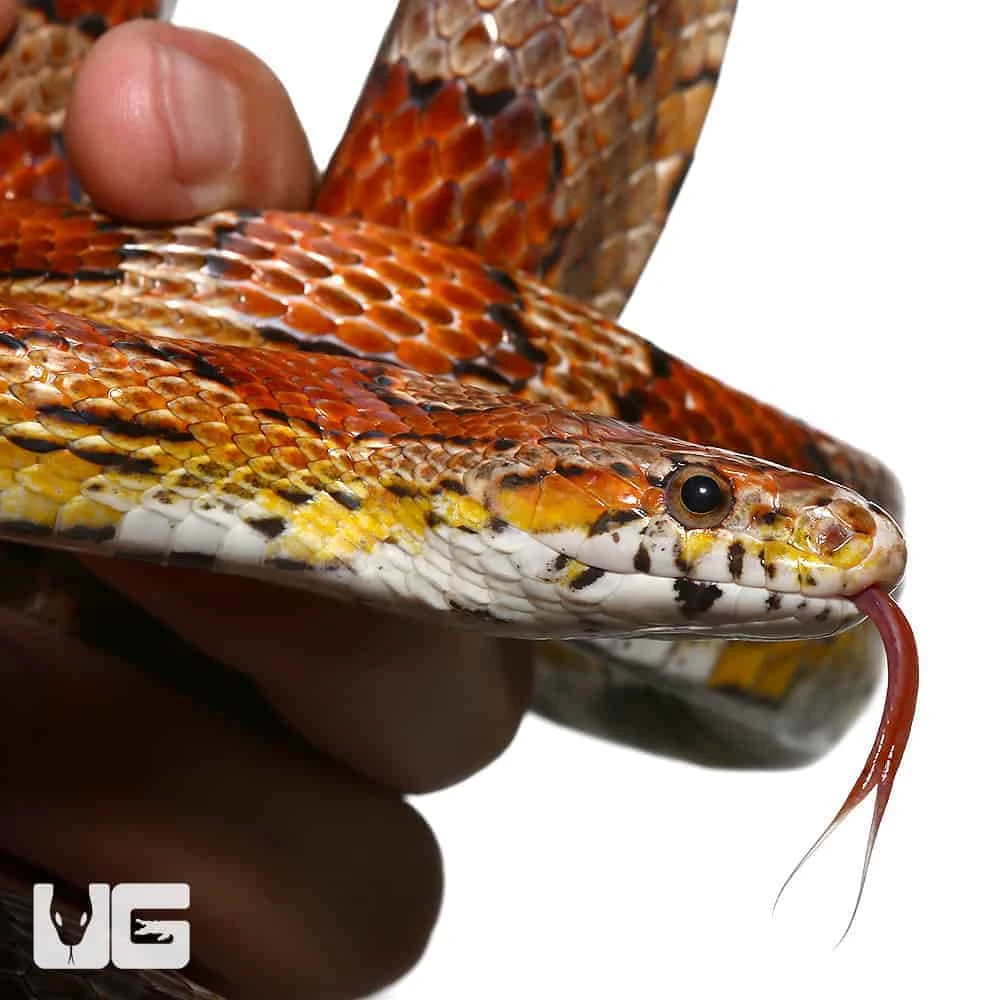 C.B. Adult Female Classic Cornsnake - Image 4