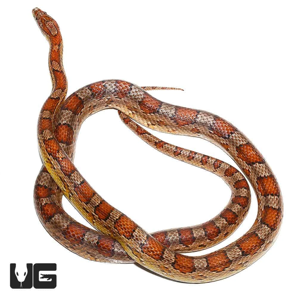 C.B. Adult Female Classic Cornsnake - Image 2
