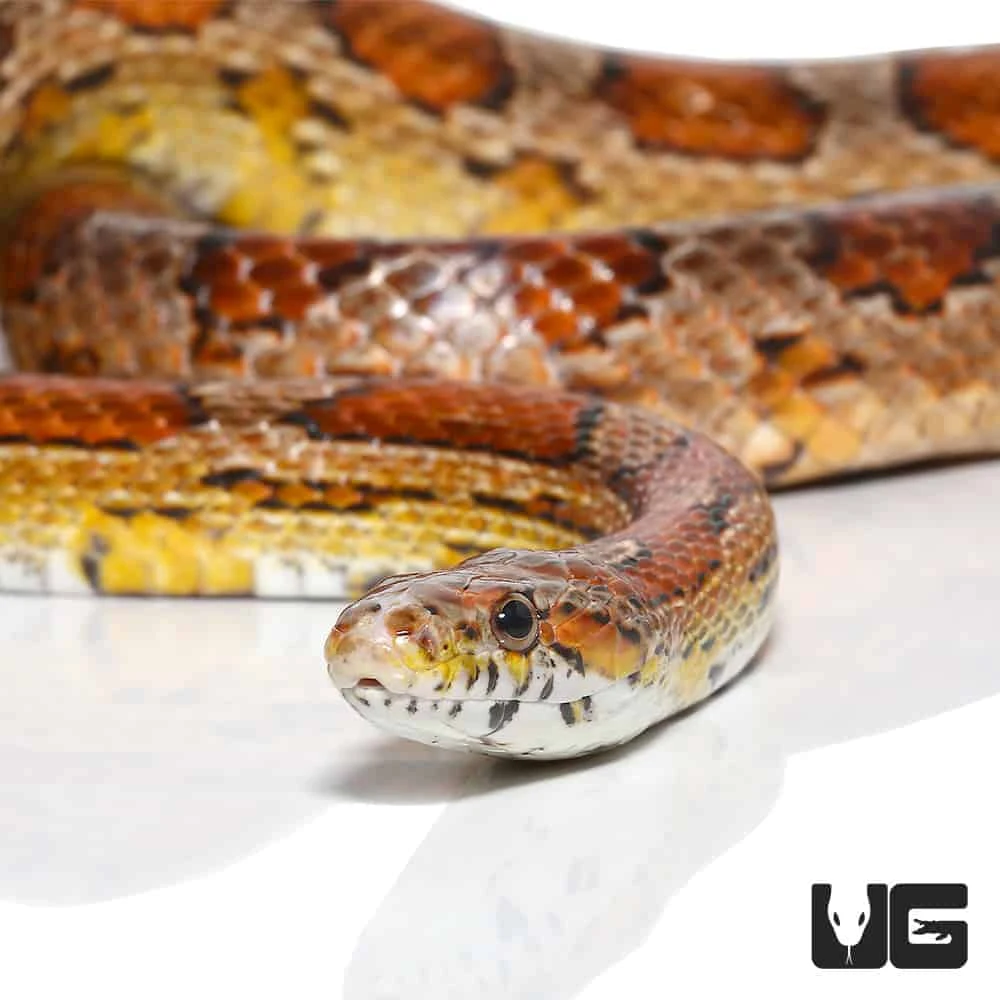 C.B. Adult Female Classic Cornsnake